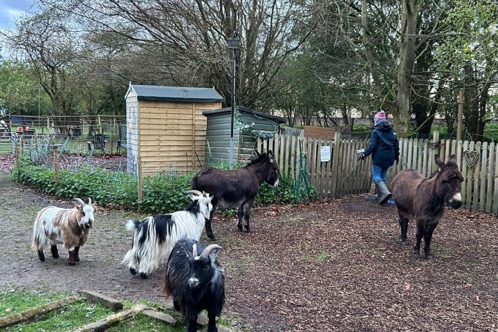 Five goats and a donkey in a fenced yard with a person walking away.