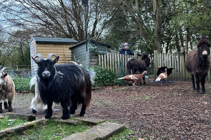 Goats and a donkey in a fenced yard with wooden sheds.